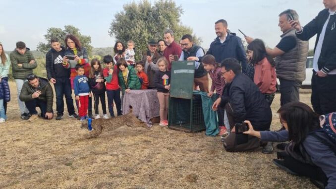 El-Gobierno-de-Castilla-La-Mancha-muestra-su-gran-satisfaccion-por-el-exito-del-programa-de-reintroduccion-del-lince-iberico-con-mas-de-582-ejemplares-asentados-en-el-territorio