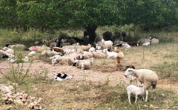 El-Gobierno-regional-abona-cerca-de-42.000-euros-en-ayudas-a-titulares-de-explotaciones-ganaderas-para-acciones-preventivas-contra-ataques-de-lobo