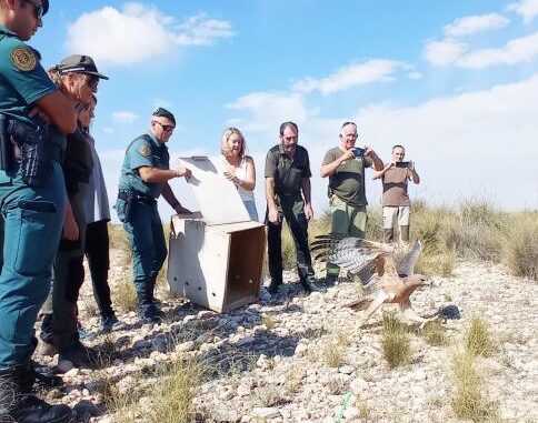 El-Gobierno-de-Castilla-La-Mancha-continua-aplicando-el-Plan-de-Recuperacion-del-Aguila-Perdicera-en-la-Ribera-del-Jucar