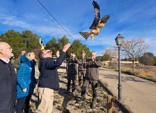 El-Gobierno-regional-reincorpora-al-medio-natural-a-un-ejemplar-de-milano-real-rescatado-en-un-parque-eolico-de-El-Bonillo-el-pasado-mes-de-noviembre