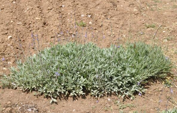 Un-estudio-del-IRIAF-revela-perspectivas-prometedoras-para-el-cultivo-de-la-salvia-espanola-y-las-capacidades-biologicas-de-sus-residuos-de-destilacion