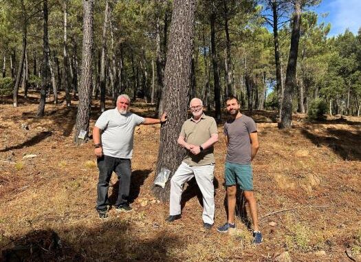 El-aprovechamiento-de-resina-impulsado-por-el-Gobierno-de-Castilla-La-Mancha-deja-300-jornales-este-verano-en-la-provincia-de-Ciudad-Real