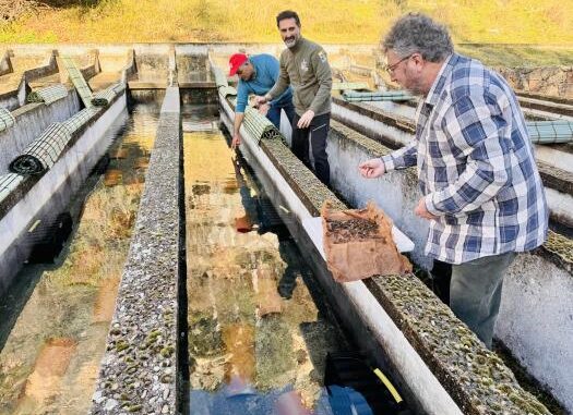El-Gobierno-regional-inicia-la-reintroduccion-del-cangrejo-de-rio-autoctono-en-la-piscifactoria-de-Una