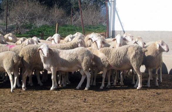 Castilla-La-Mancha-lanza-una-ayuda-excepcional-de-46-millones-de-euros-para-explotaciones-ganaderas-afectadas-por-el-serotipo-3-de-lengua-azul