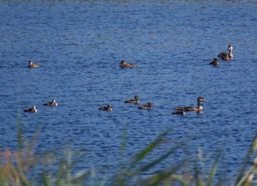 El-Gobierno-regional-destaca-que-la-mejora-de-la-situacion-hidrica-del-Parque-Nacional-de-Las-Tablas-provoca-un-record-historico-de-su-censo-de-aves-acuaticas