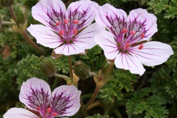 El-IRIAF-presenta-sus-avances-en-gestion-de-biodiversidad-botanica-de-la-provincia-Cuenca-y-en-el-potencial-agronomico-de-nuevas-especies-de-aromaticas