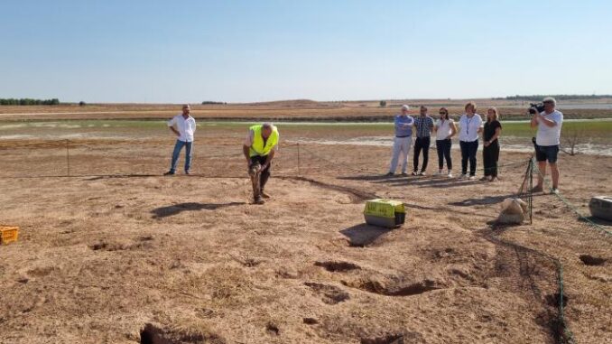 El-Gobierno-regional-y-ASICCAZA-desarrollan-en-Las-Pedroneras-y-Pedro-Munoz-un-proyecto-piloto-para-el-control-de-la-sobrepoblacion-de-conejo-y-la-comercializacion-de-su-carne