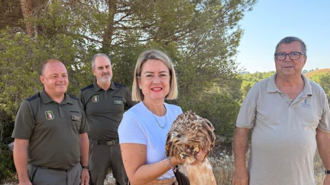 El-Gobierno-regional-recupera-en-Albacete-dos-pollos-de-milano-real-una-especie-en-peligro-de-extincion