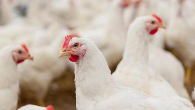 La-Consejeria-de-Agricultura-confirma-la-presencia-de-la-enfermedad-de-Newcastle-en-una-explotacion-de-pollos-de-carne-en-Casas-de-Juan-Nunez